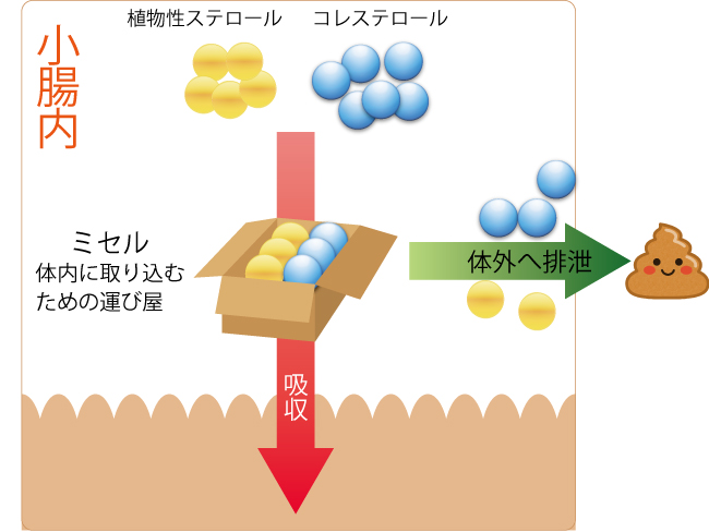 コレステロール、悪玉、エストロゲン、針灸