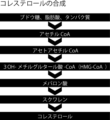 コレステロール、性ホルモン、卵巣年齢、黄体機能