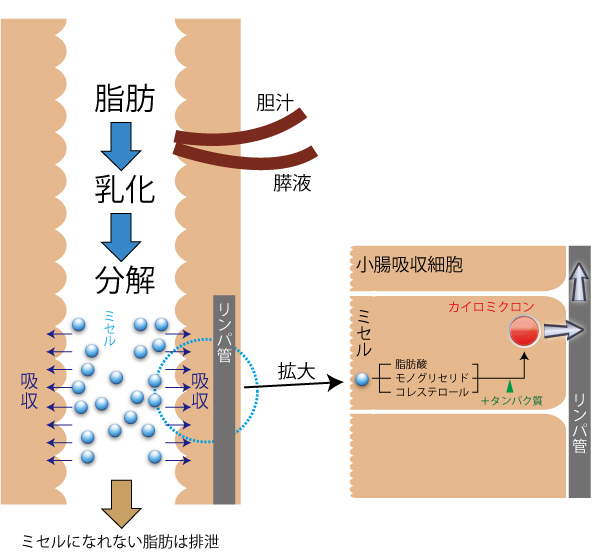 不妊、卵子の老化、体外受精、針灸