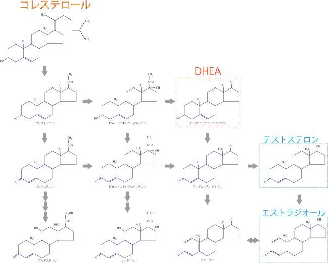 ＤＨＥＡ、コレステロール、卵子の質、精子の質