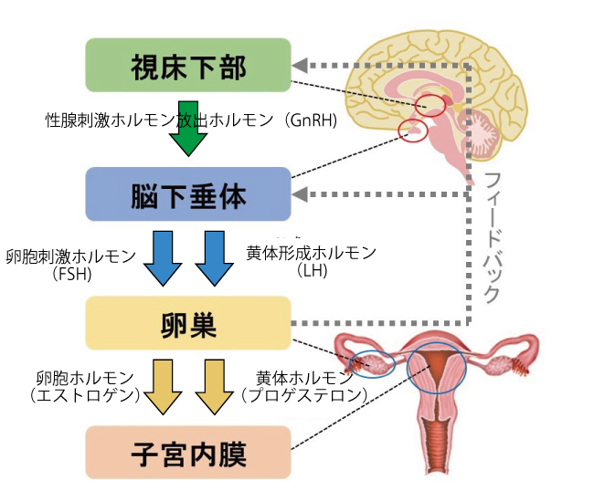 フィードバック、エストロゲン、妊活、精子の質