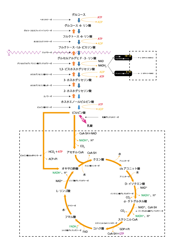妊活、糖質制限、卵子の質、ミトコンドリア